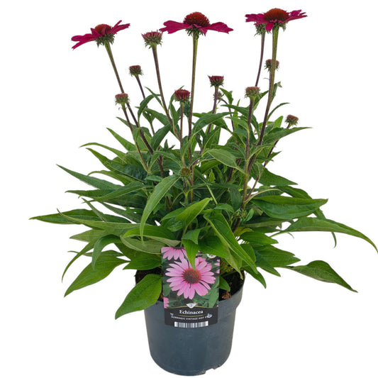 Echinacea hybrid 55cm 17cm Pot