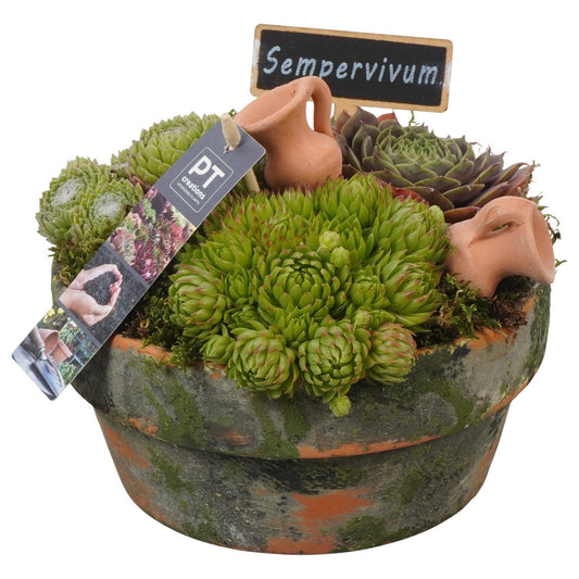 arr. Sempervivum 18cm 18cm Pot