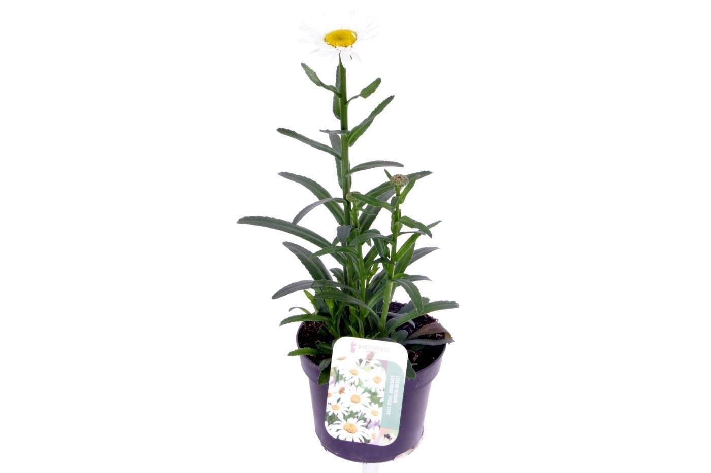 Leucanthemum vulgare 40cm 13cm Pot