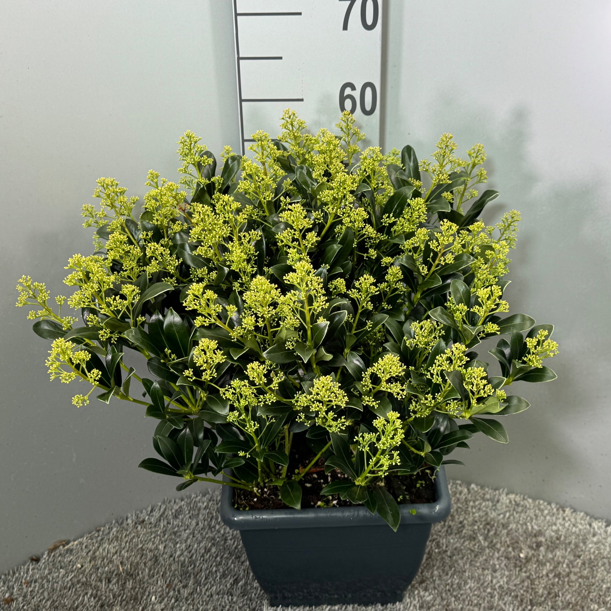 Skimmia japonica Snow White 60cm 26cm Pot