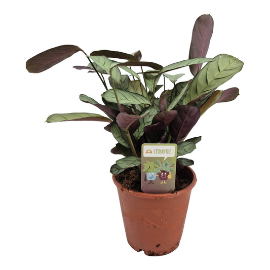 Ctenanthe burle-marxii Amagris 30cm 14cm Pot