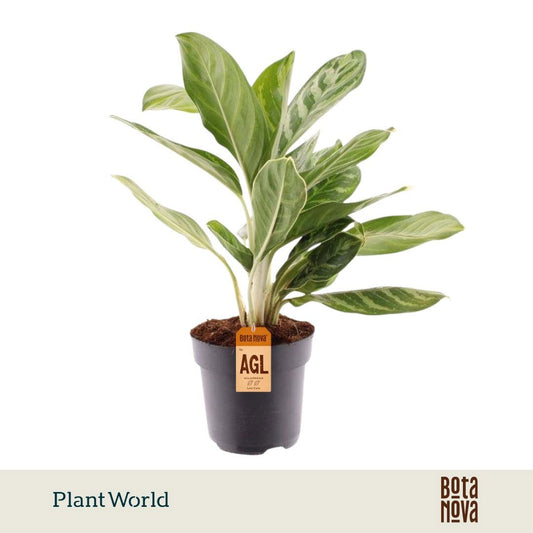 Aglaonema Legacy 55cm 17cm Pot