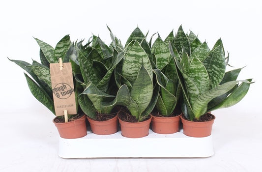 Sansevieria Hahnii 15cm 6cm Pot