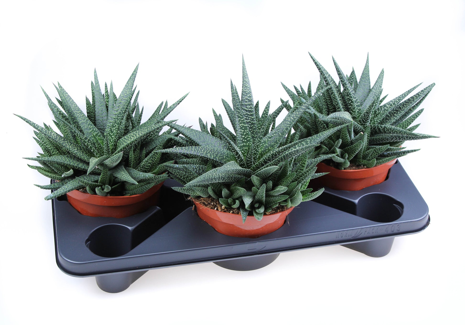 Gasterhaworthia Royal Highness 24cm 17cm Pot