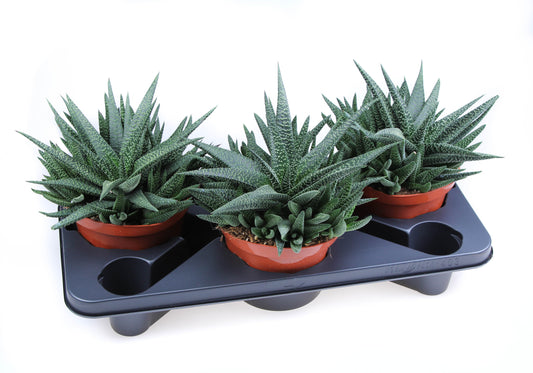 Gasterhaworthia Royal Highness 24cm 17cm Pot