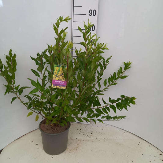 Forsythia Spectabilis 80cm 23cm Pot