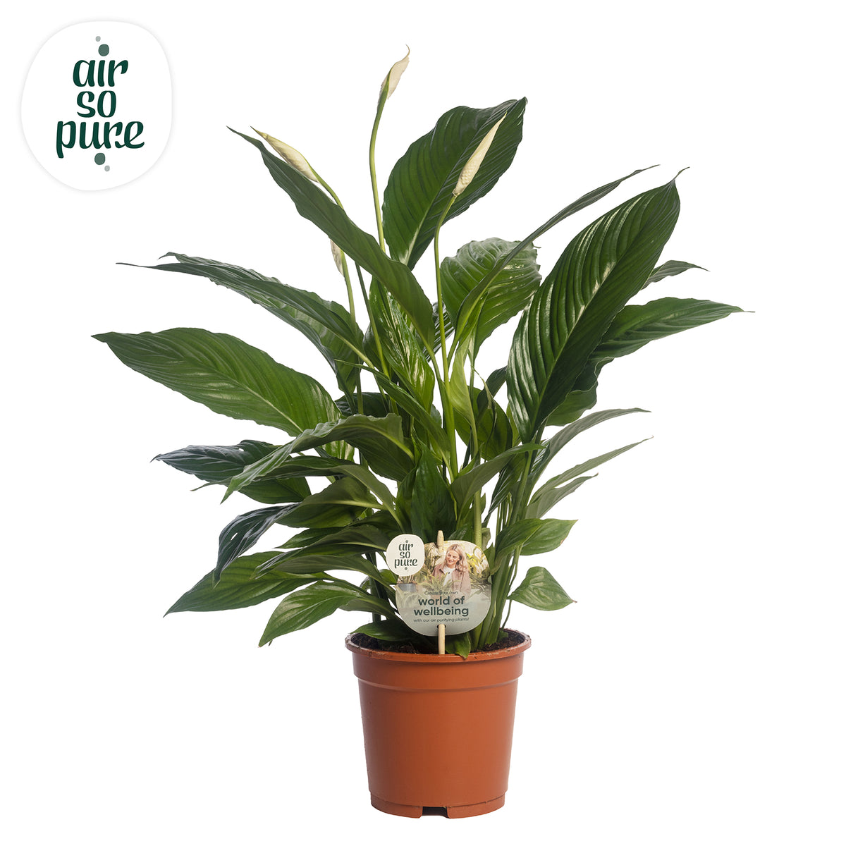 Spathiphyllum Vivaldi 75cm 17cm Pot