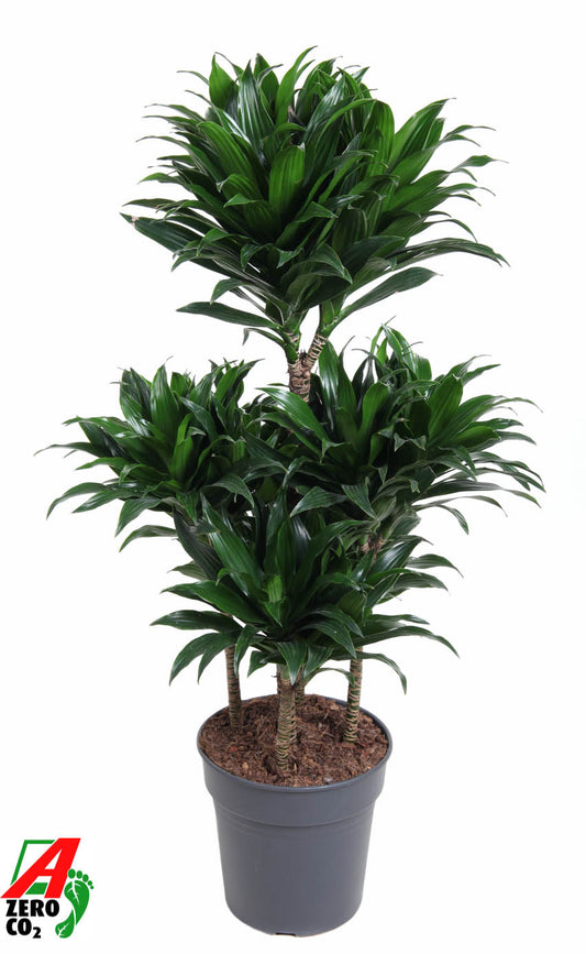 Dracaena fragrans Compacta 100cm 24cm Pot