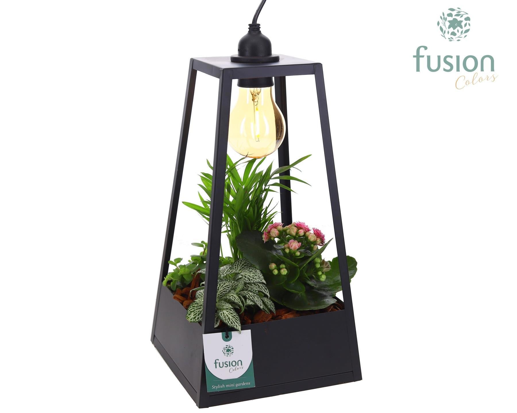 Fusioncolors BV Metaal Lantaarn met lamp LED verlichting en Arrangement 5pp Pack of 3