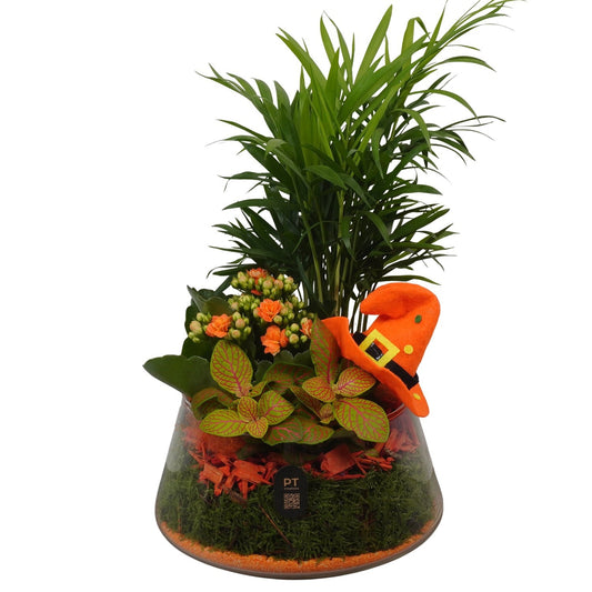 Indoor arrangement 33cm 18cm Pot