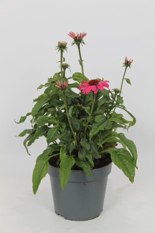 Echinacea Sombrero Rose 45cm 17cm Pot