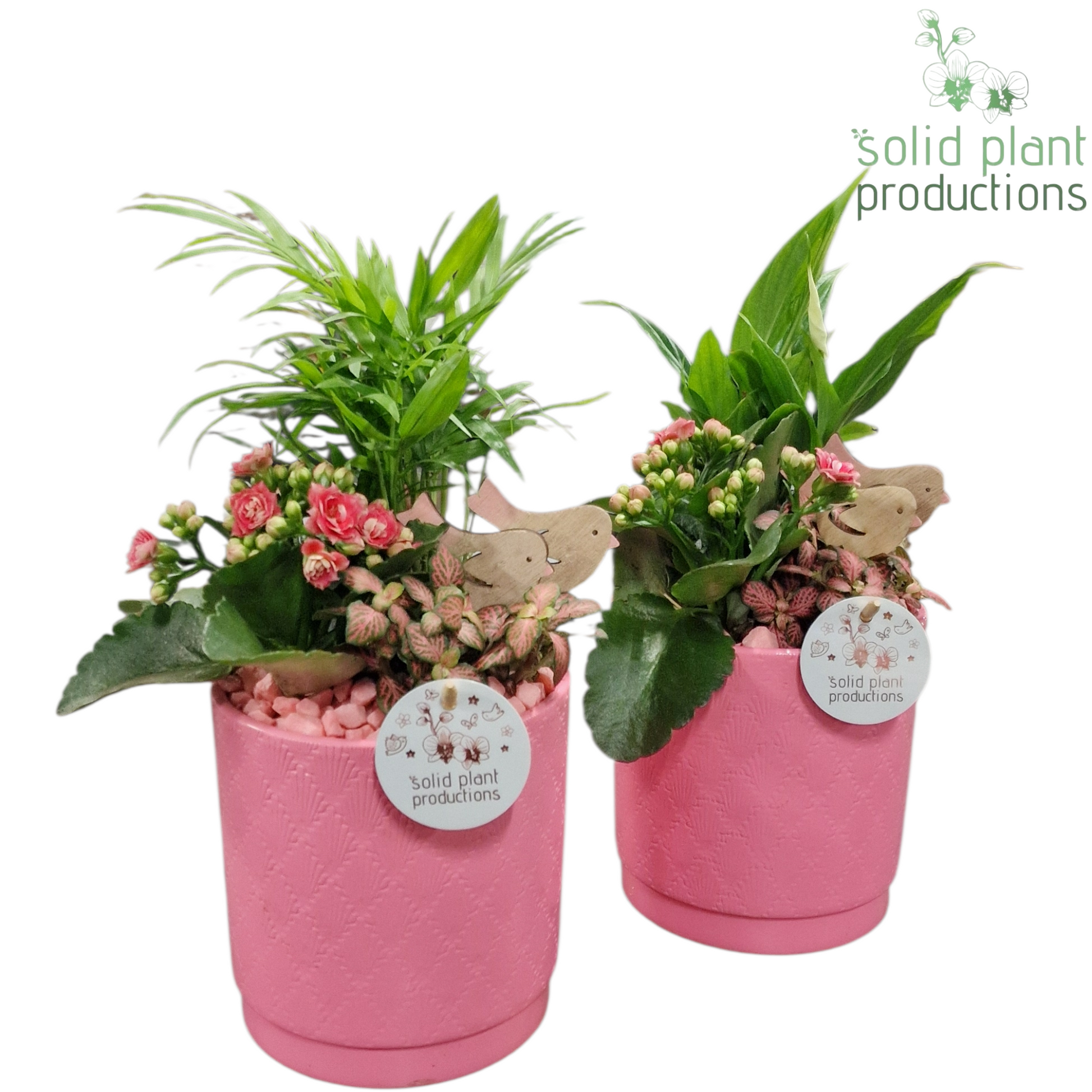 Solid Plant Productions SC001 Amy Pink Mix Pack of 6