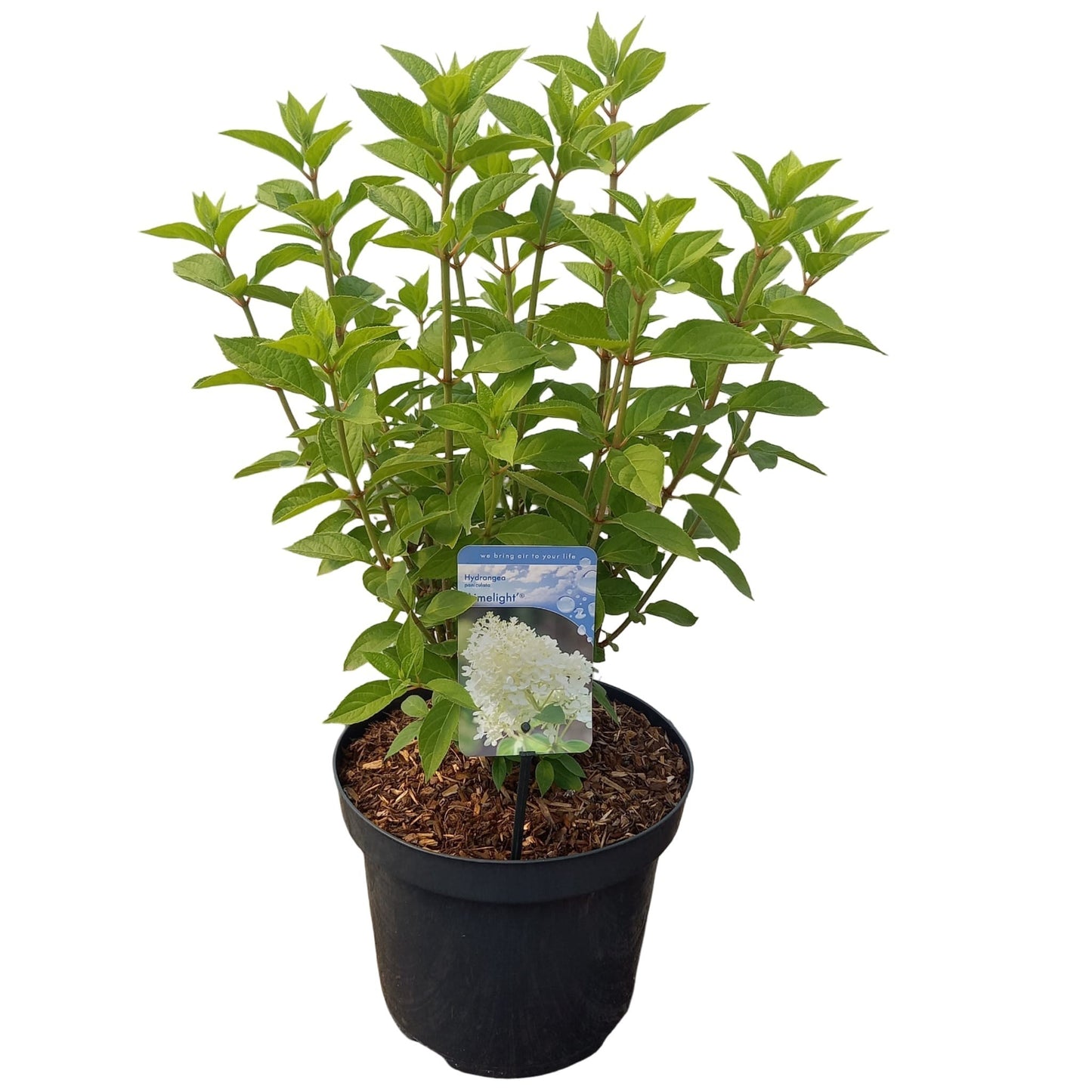 Hydrangea pan. Limelight 45cm 26cm Pot