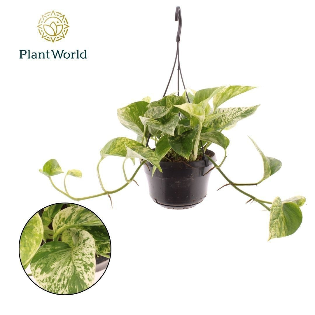 Epipremnum pinnatum Marble Queen Hanging pot 40cm 15cm Pot
