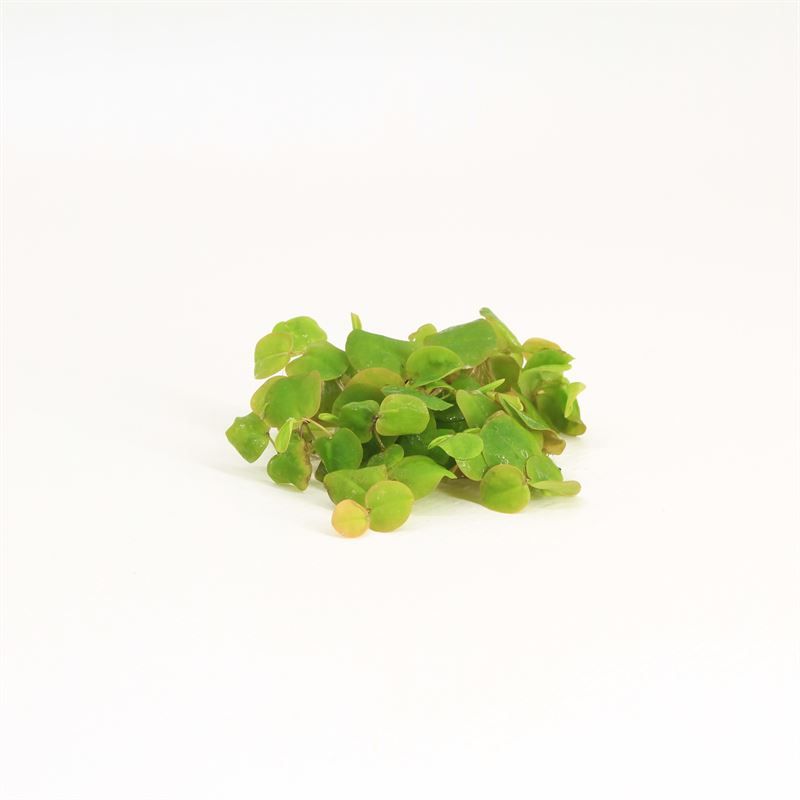 Aquarium plant mix 5cm 2cm Pot