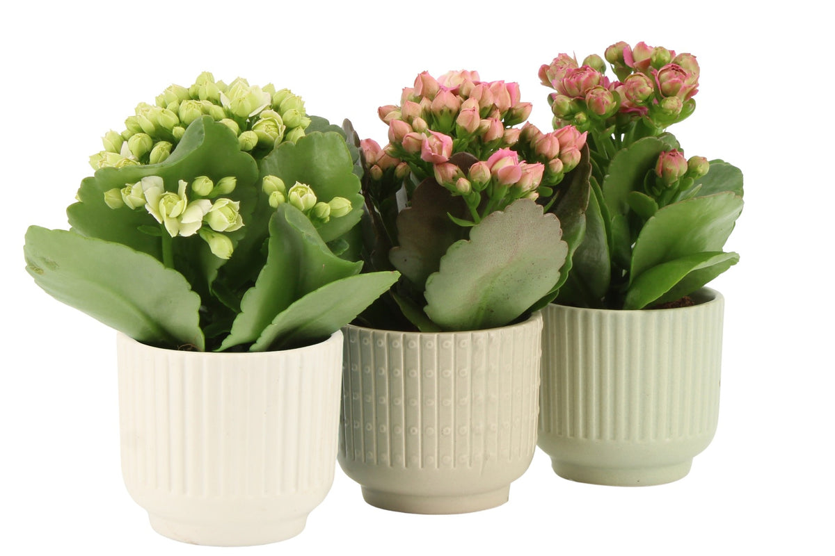 Kalanchoe Rosalina mix 15cm 6cm Pot