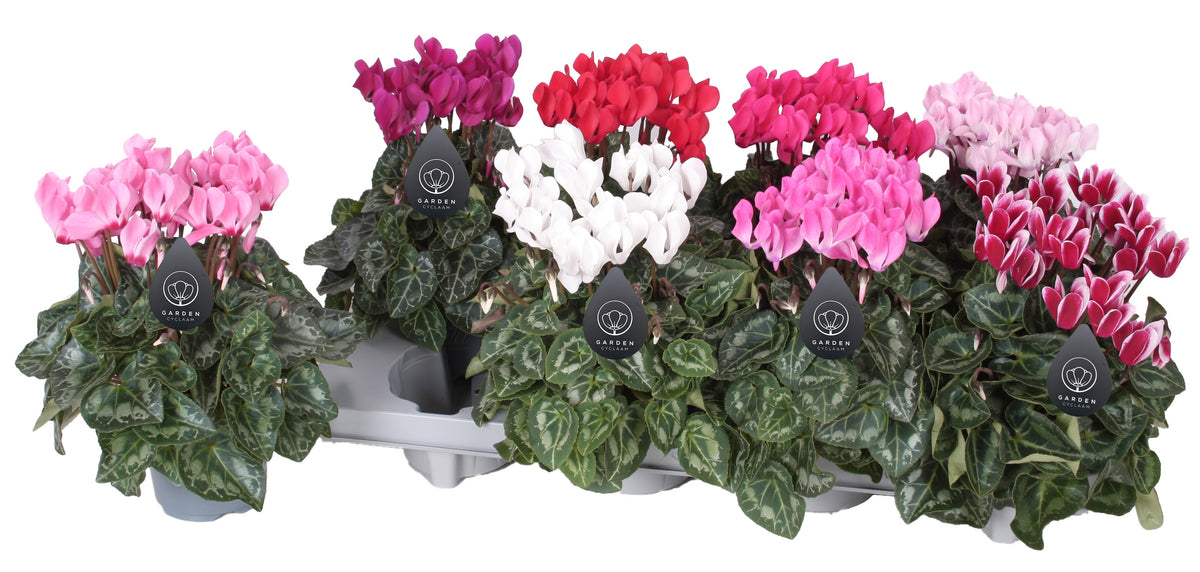 Cyclamen Garden 25cm 10.5cm Pot