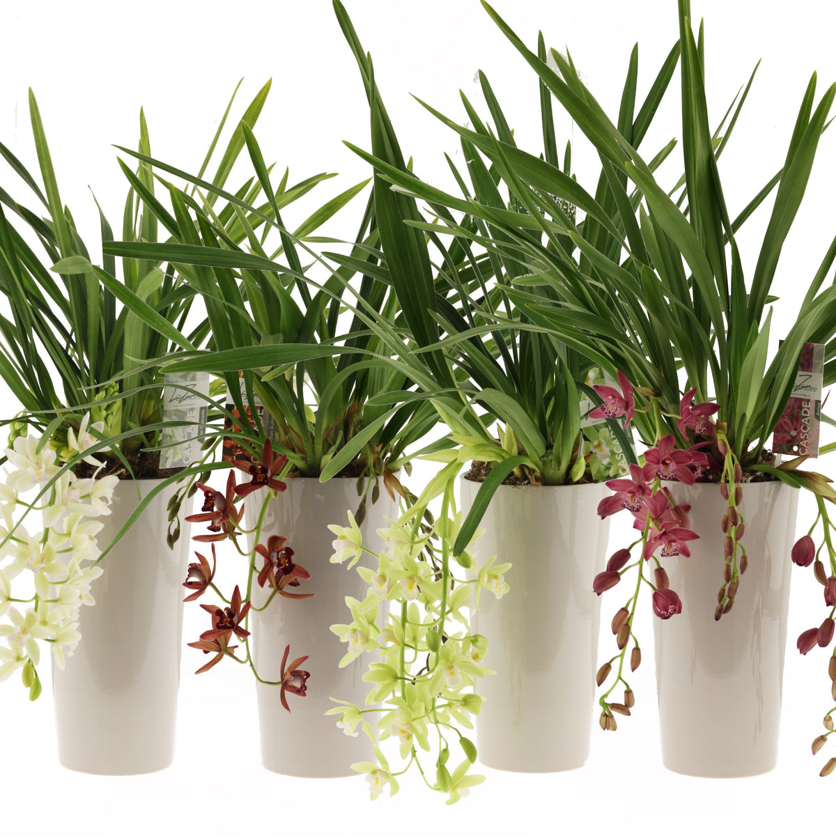 Cymbidium 60cm 14cm Pot
