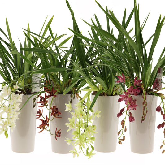 Cymbidium 60cm 14cm Pot