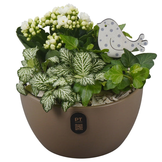 Indoor arrangement 18cm 16cm Pot