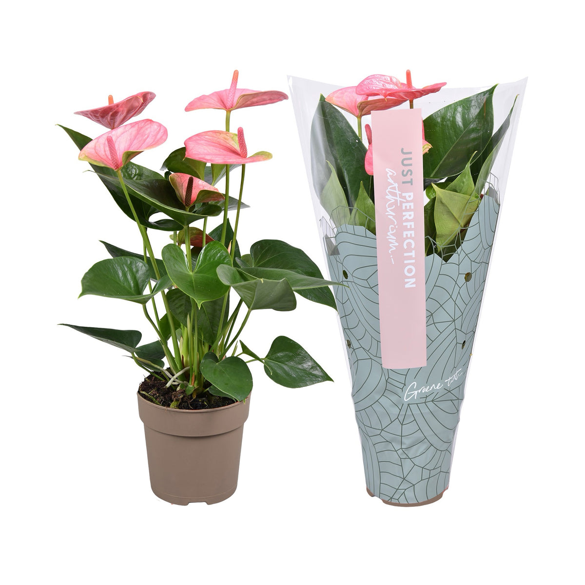 Anthurium Sweet Dream 40cm 12cm Pot