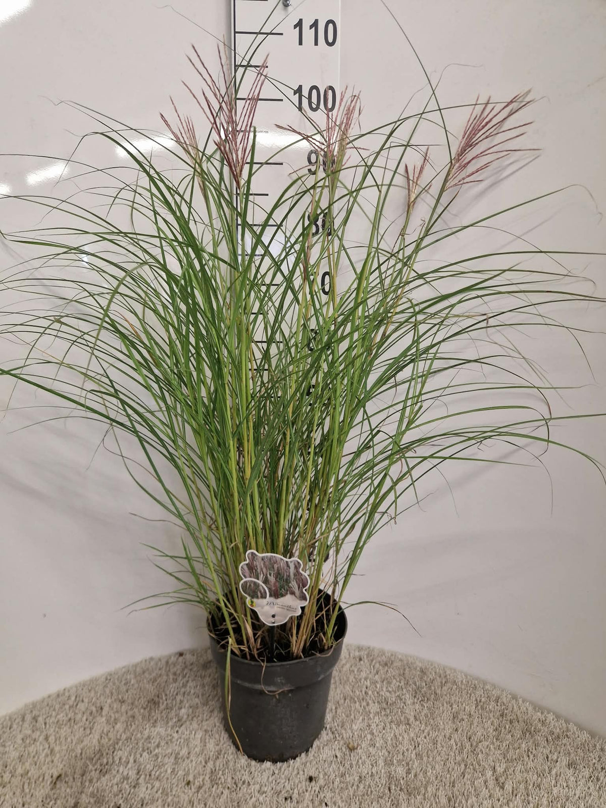 Miscanthus sinensis Red Chief 110cm 23cm Pot
