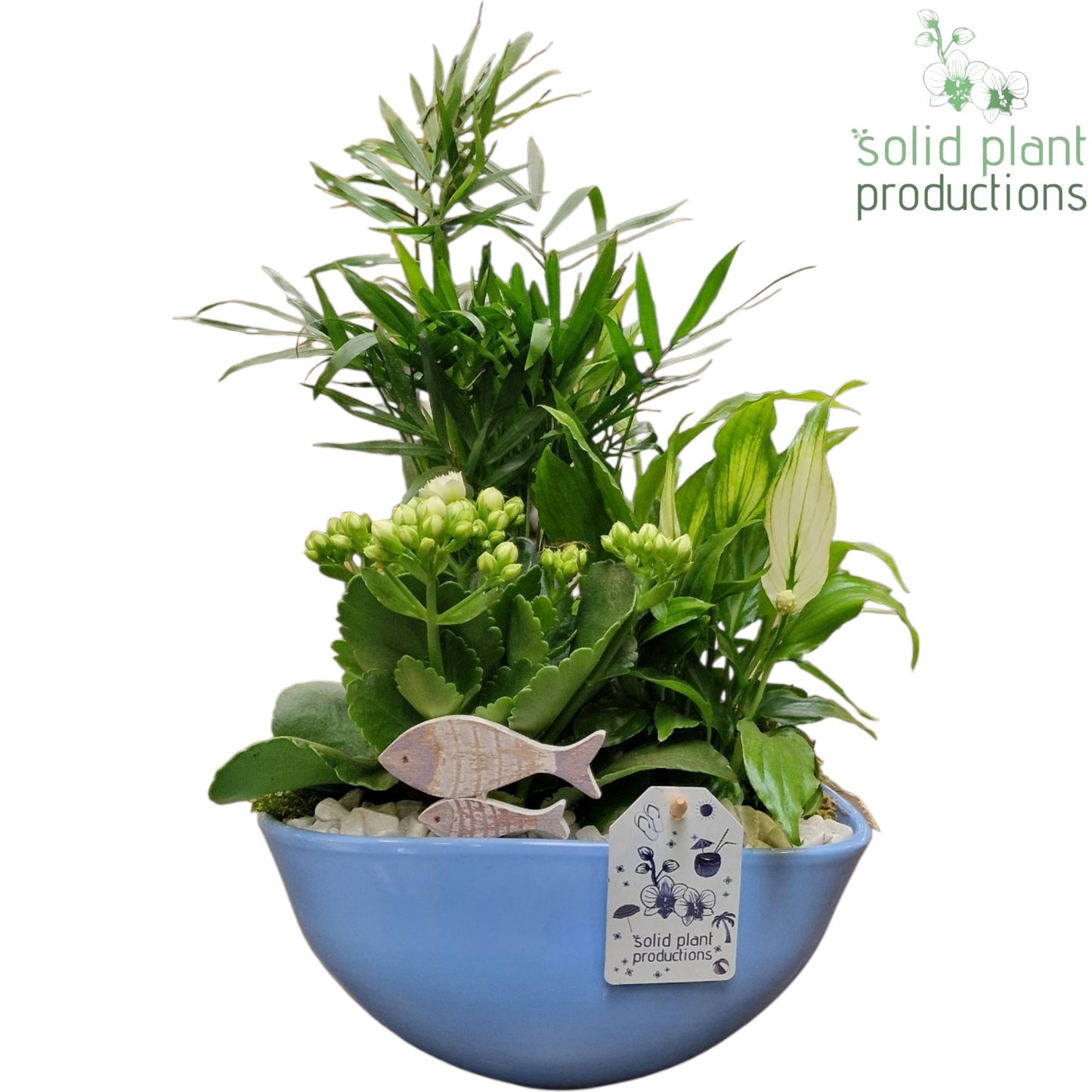 AAN005 Evelyn Blue Actie 38cm 25cm Pot