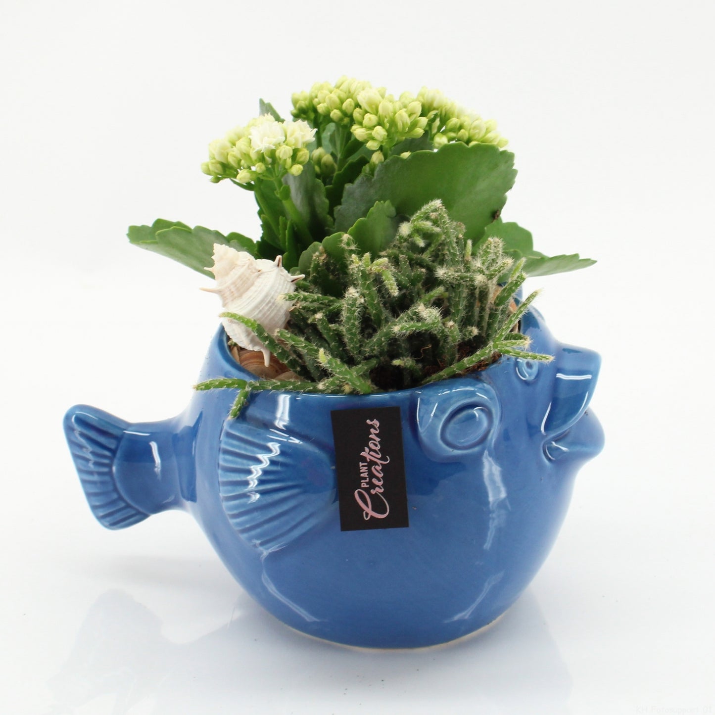 Indoor Flowering arrangement 20cm 20cm Pot