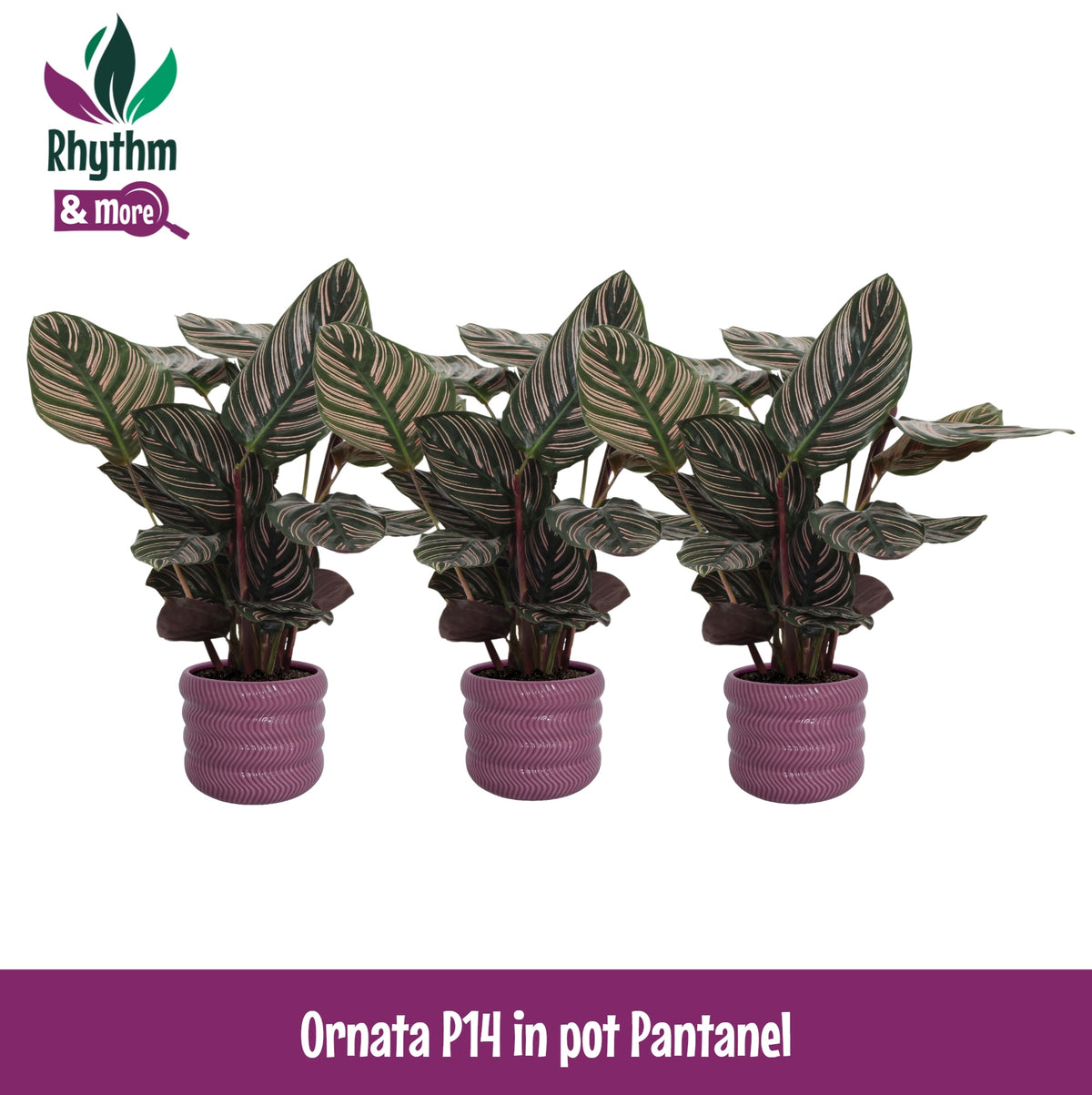 Calathea sanderiana 45cm 14cm Pot