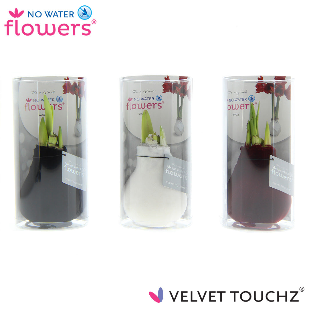 Hippeastrum Velvet Touchz Classic mix tube 15cm 998cm Pot