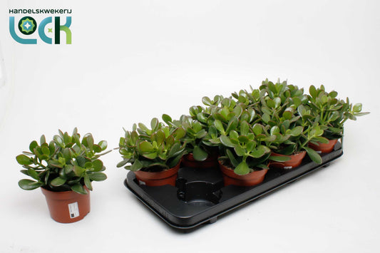 Crassula ovata 18cm 12cm Pot
