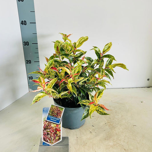 Leucothoe walteri Rainbow 35cm 17cm Pot