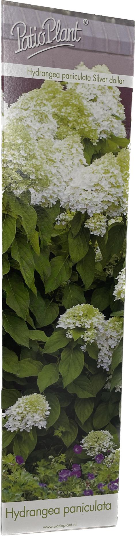 Hydrangea pan. Magical Moonlight 25cm 9cm Pot