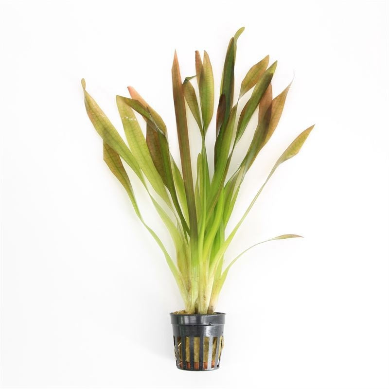 Vallisneria asiatica 10cm 5cm Pot