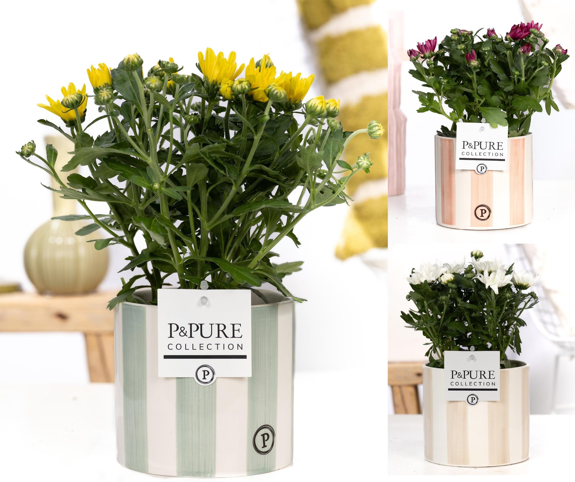 Pure Collection Chrysanthemum double mix Pack of 5