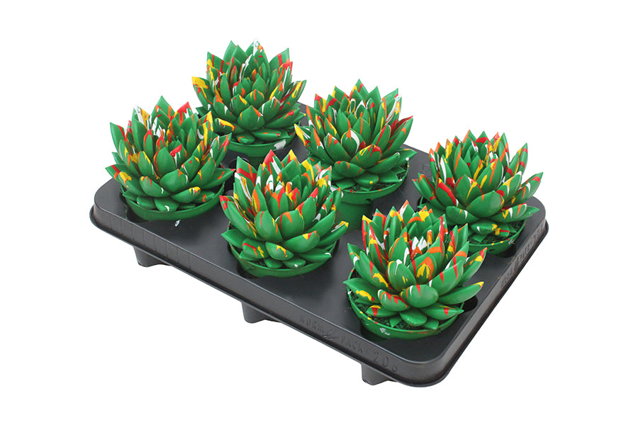 Echeveria Miranda 13cm 10.5cm Pot