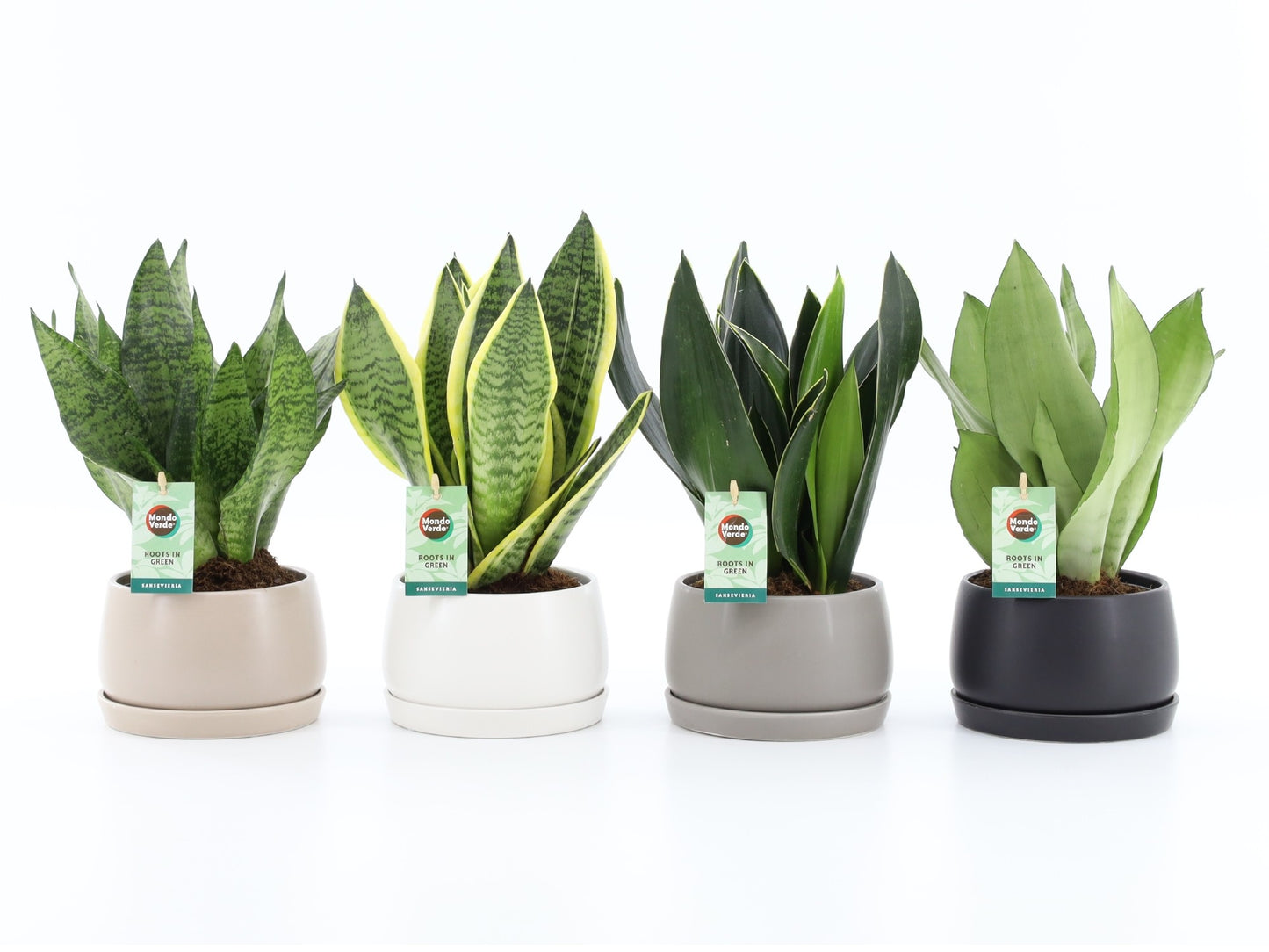 Sansevieria 35cm 16cm Pot