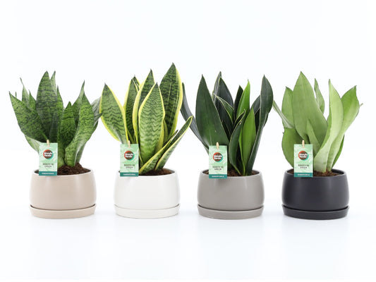 Sansevieria 35cm 16cm Pot