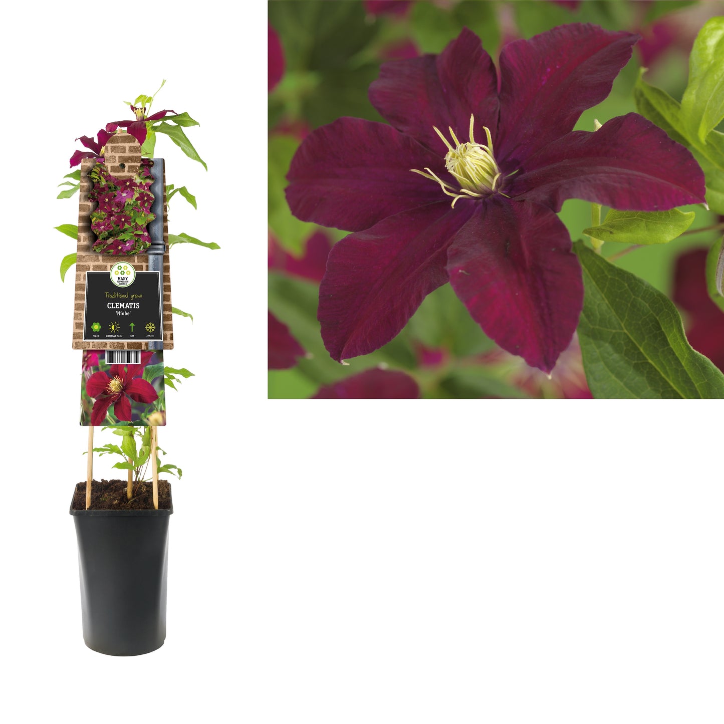 Clematis Niobe 75cm 17cm Pot