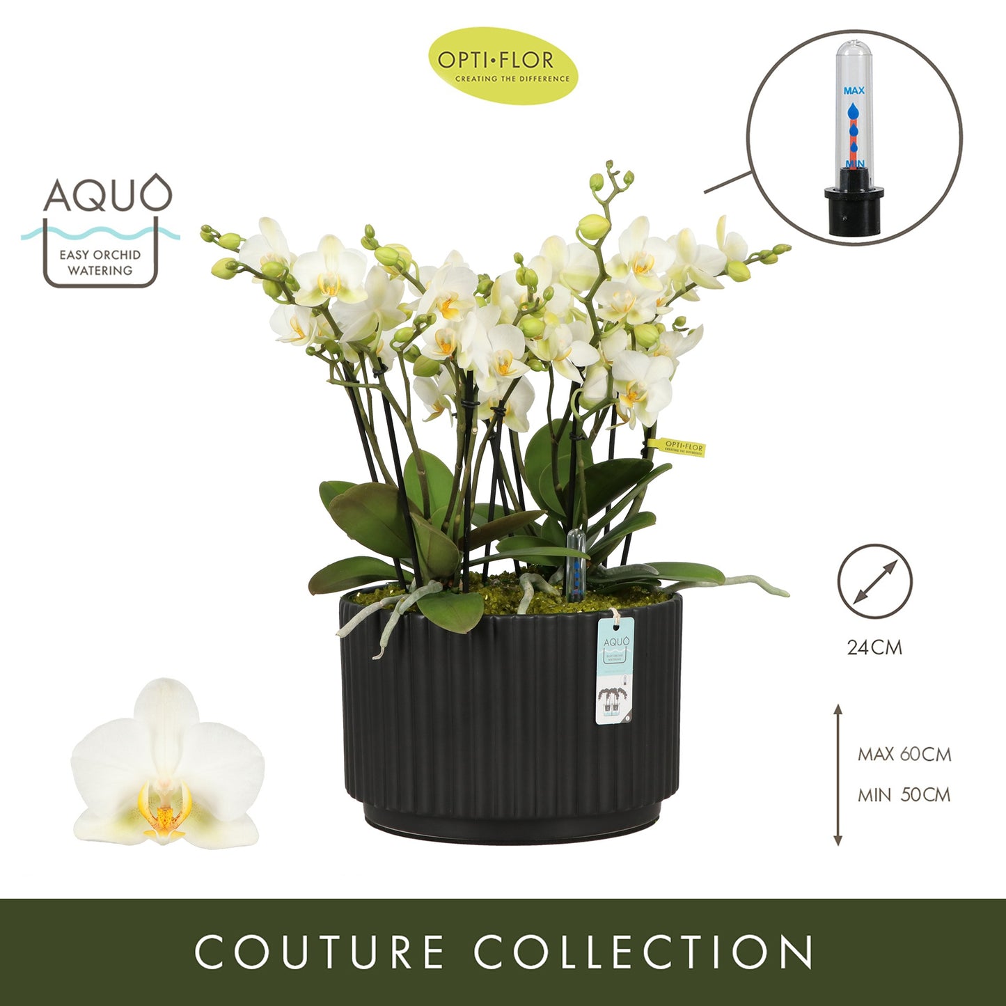Arrangementen Phalaenopsis multiflora H% 24cm Pot