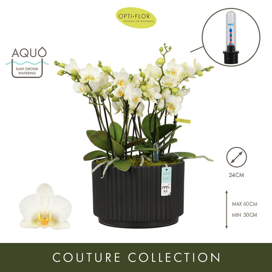 Arrangementen Phalaenopsis multiflora H% 24cm Pot