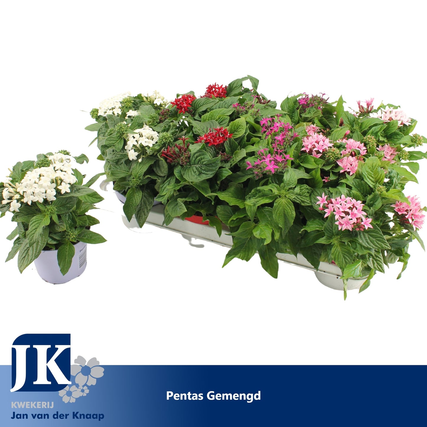 Pentas Graffiti mix 20cm 12cm Pot