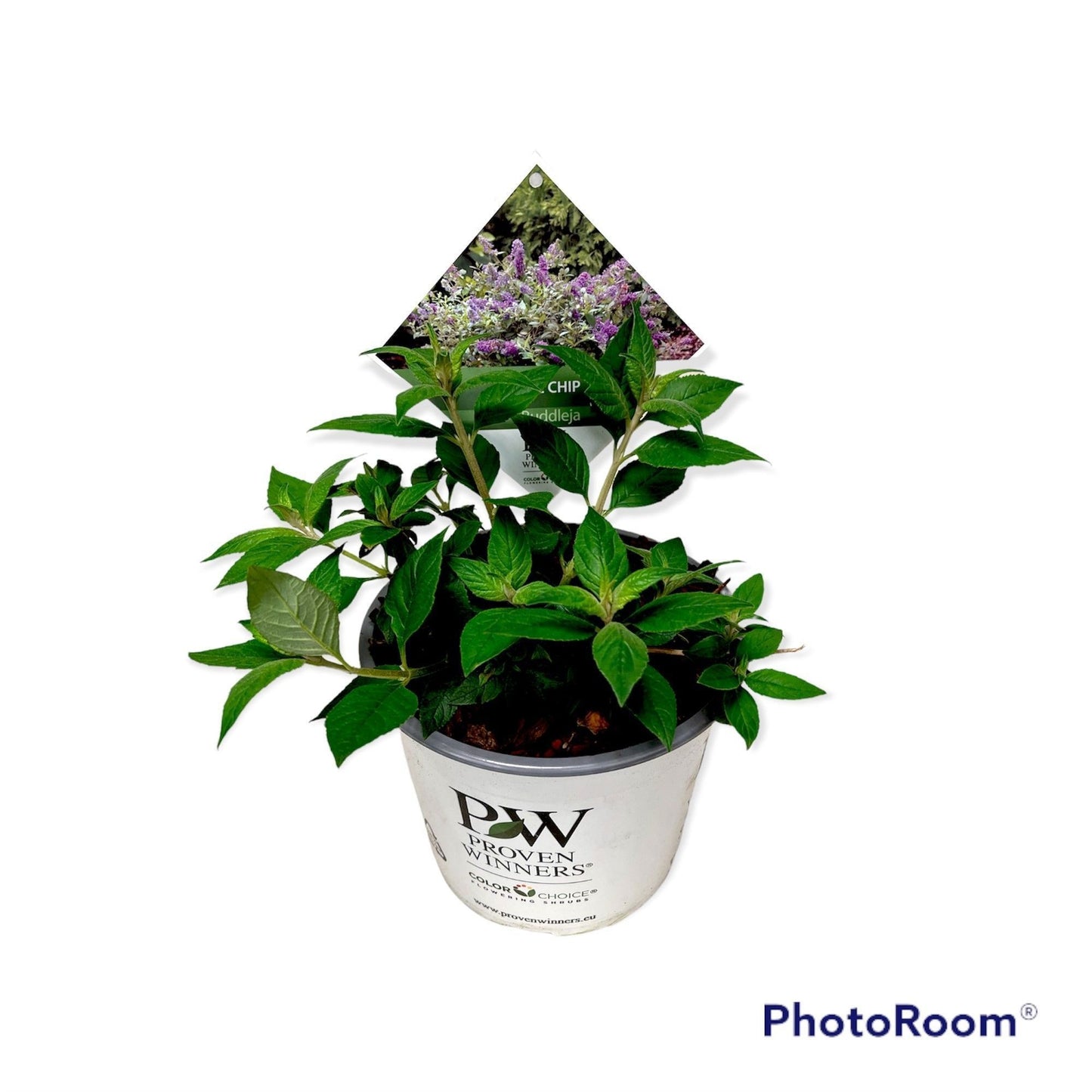 Buddleja Blue Chip 50cm 19cm Pot