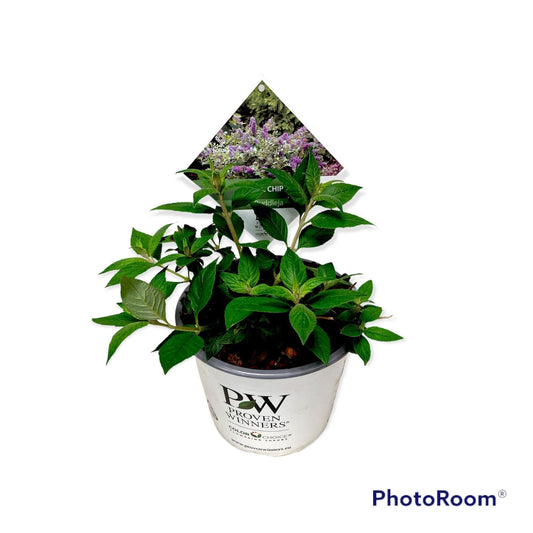 Buddleja Blue Chip 50cm 19cm Pot