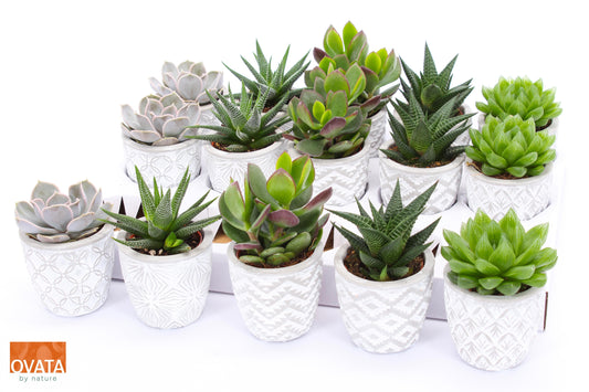 Succulent mix (+ drp.Stockholm) 9cm 7cm Pot