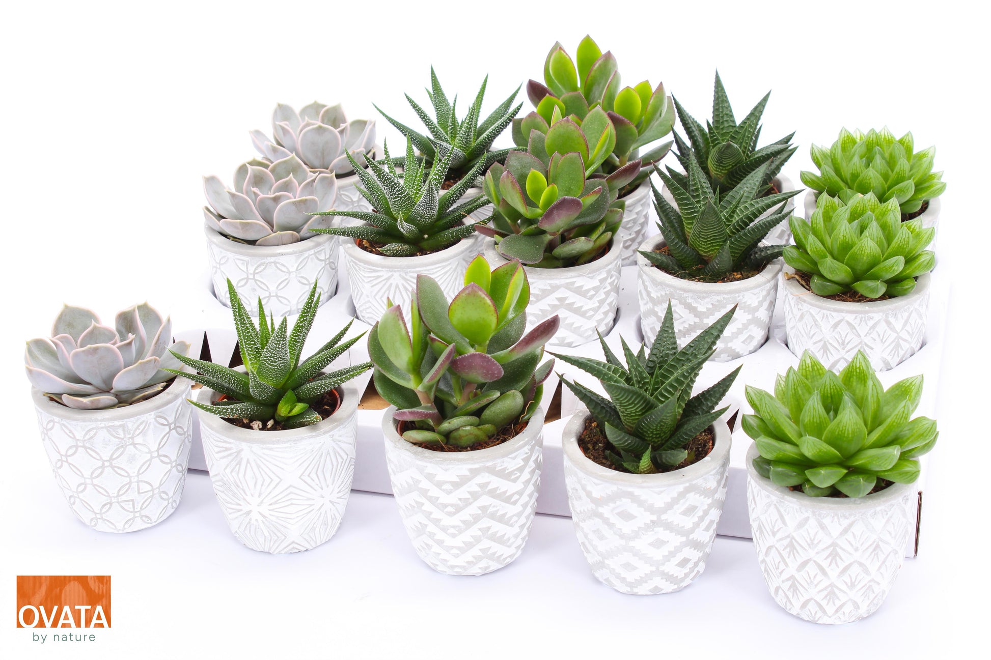 Ovata BV Succulent mix (+ drp.Stockholm) Pack of 15