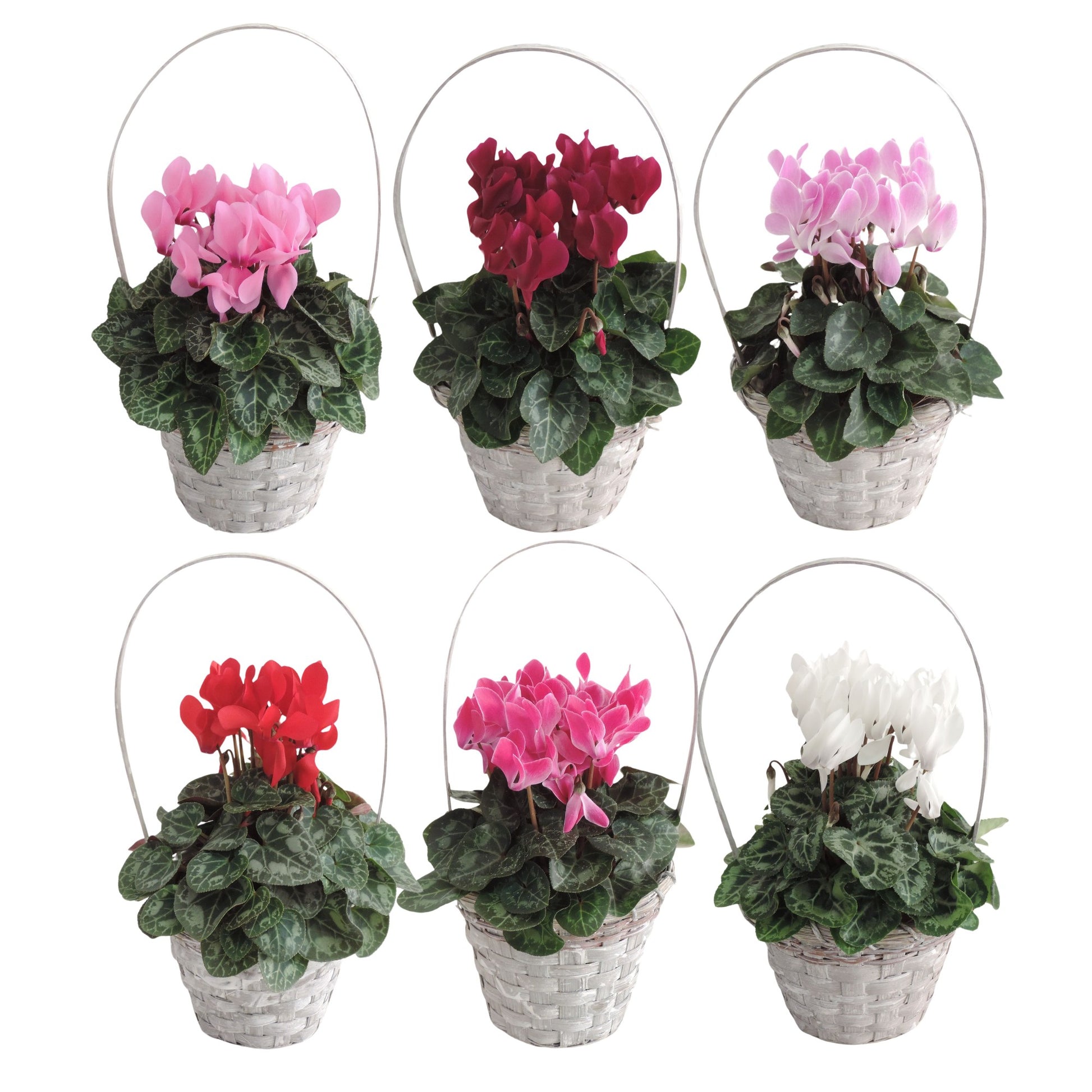 Cyclamen Allure 35cm 15cm Pot