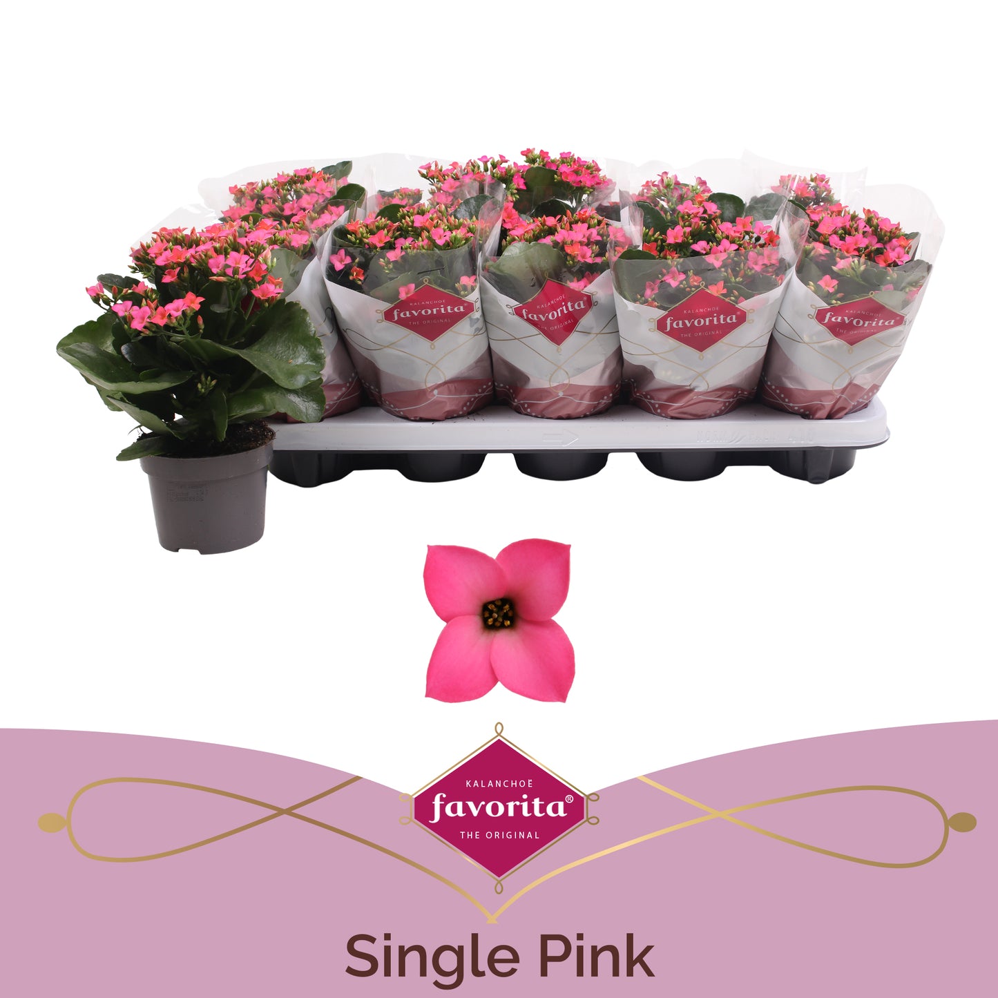 Kalanchoe pink 22cm 10.5cm Pot