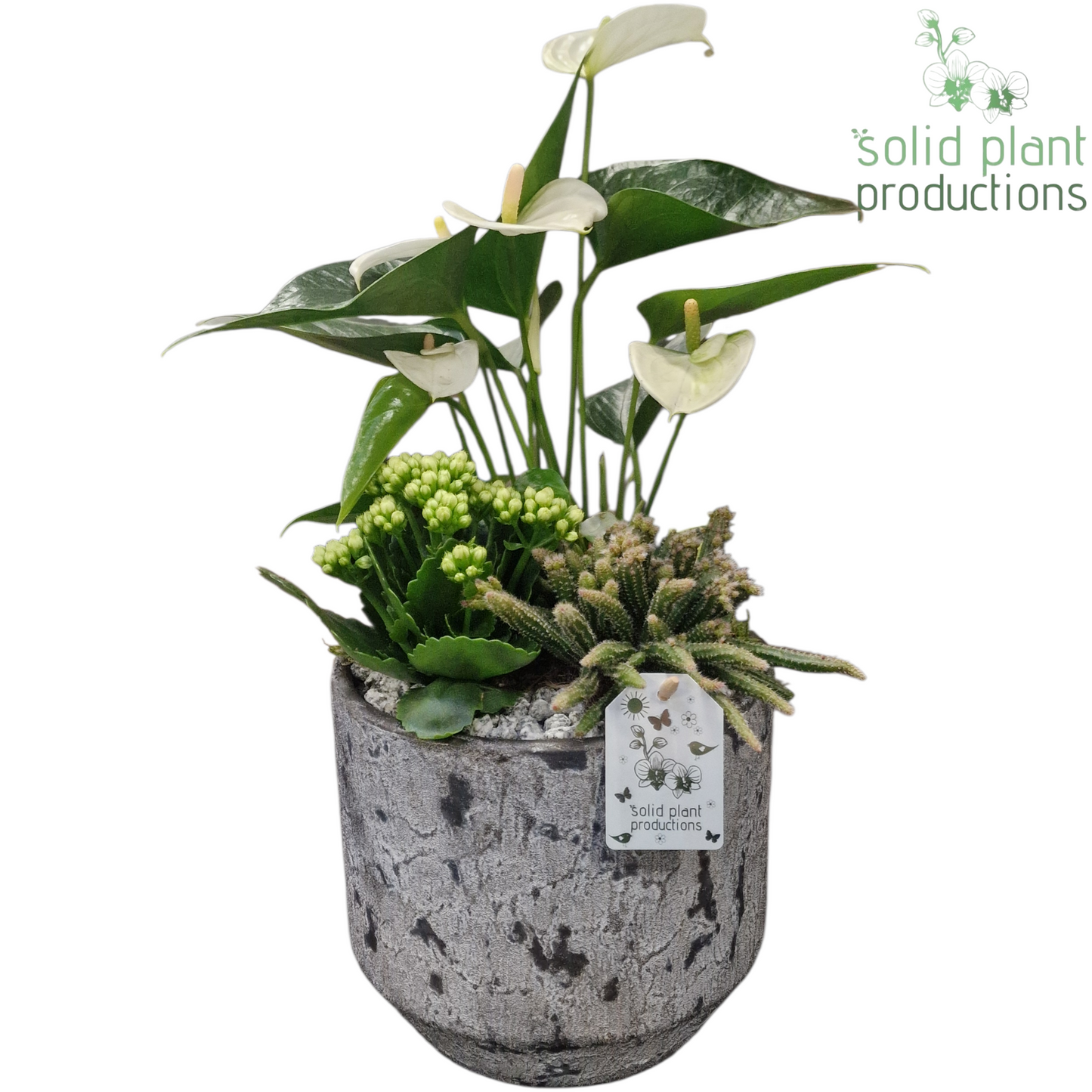 Solid Plant Productions AT223 Maria Grey Pot Anthurium Pack of 3