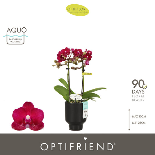 Phalaenopsis red 25cm 7cm Pot